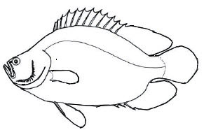 Familia Lobotidae_claves.jpg